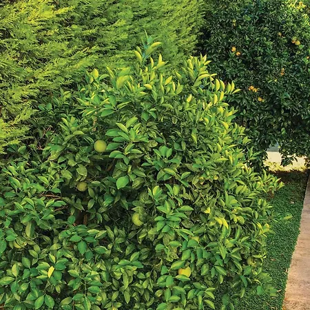 Awesome In Melissi Korinthia Dhiminio