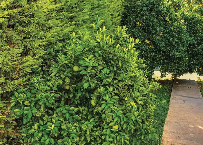 Awesome In Melissi Korinthia Dhiminio